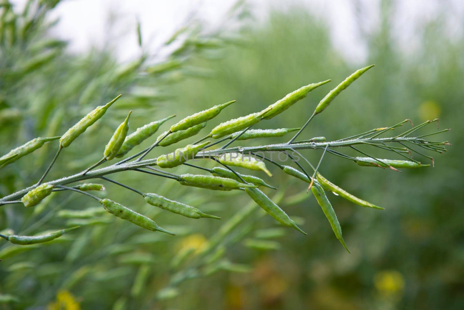Green rapeseed the tree in the garden. Shallow depth of field