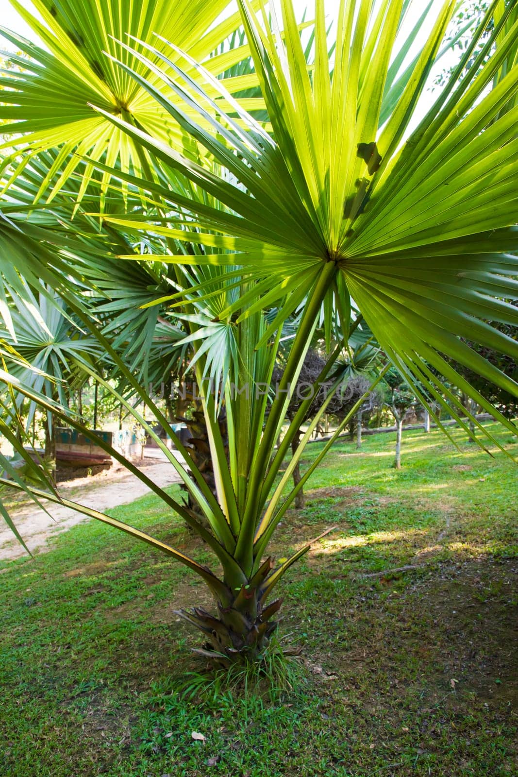 Palm trees in the Park greenery landscape view