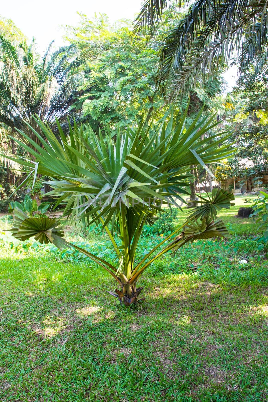 Palm trees in the Park greenery landscape view