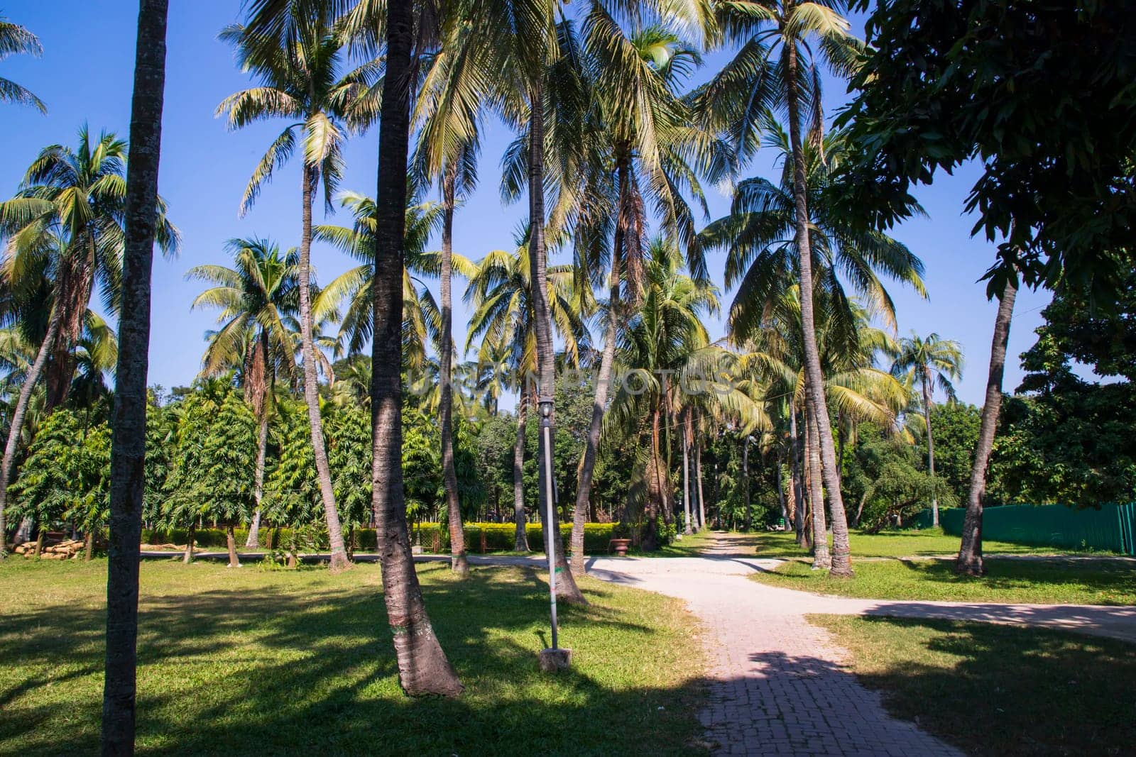 Coconut Palm trees in the Park greenery landscape view