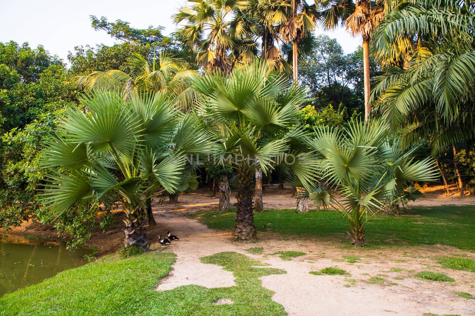 Palm trees in the Park greenery landscape view