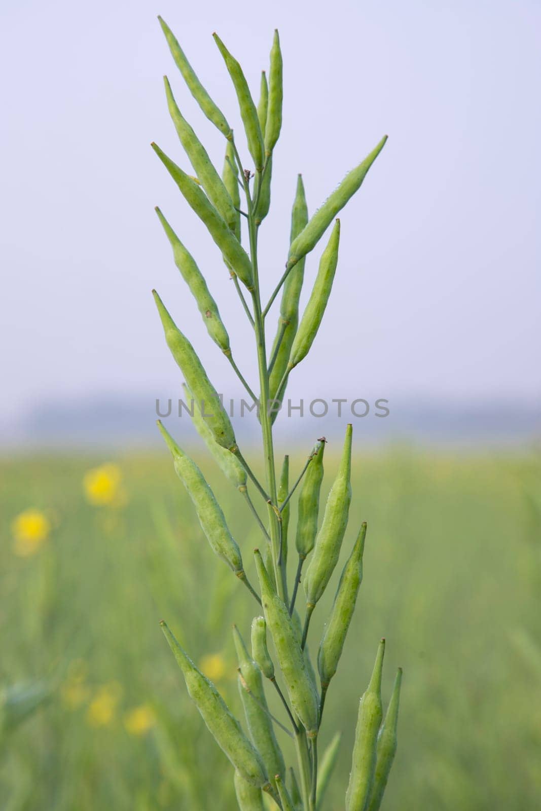green raw rapeseed spike in the field with blurred background and copy space