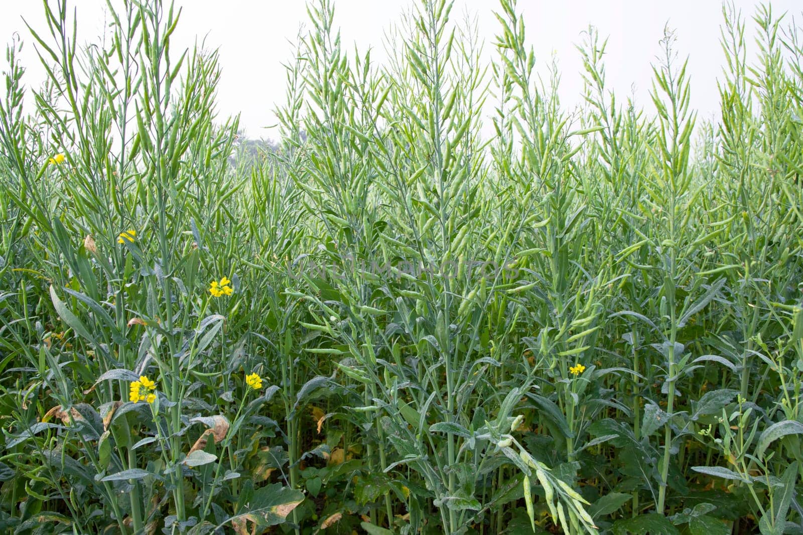 Green Rapeseed in the field, closeup of the photo