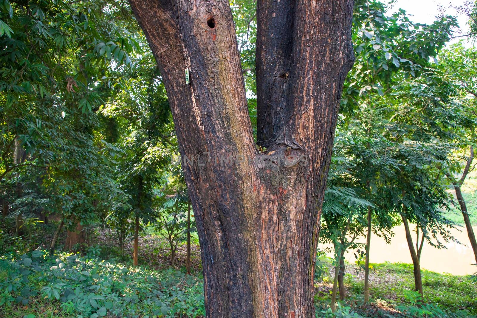 the biggest old tree in the forest with a greenery view