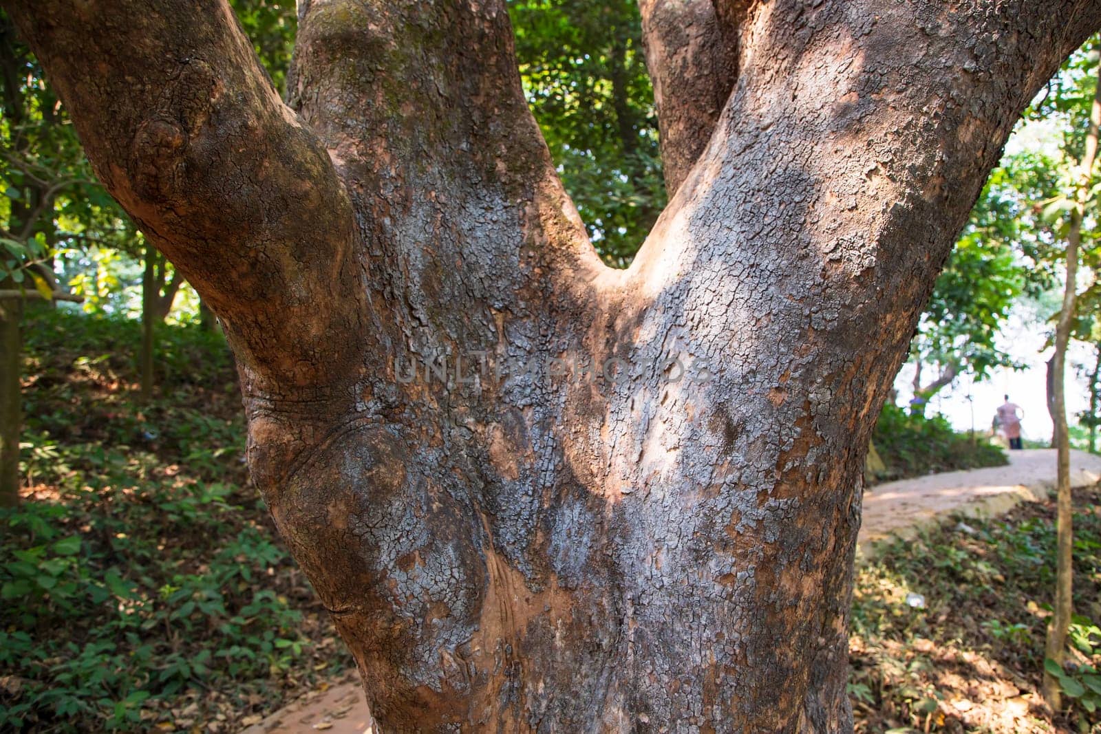 the biggest old tree in the forest with a greenery view