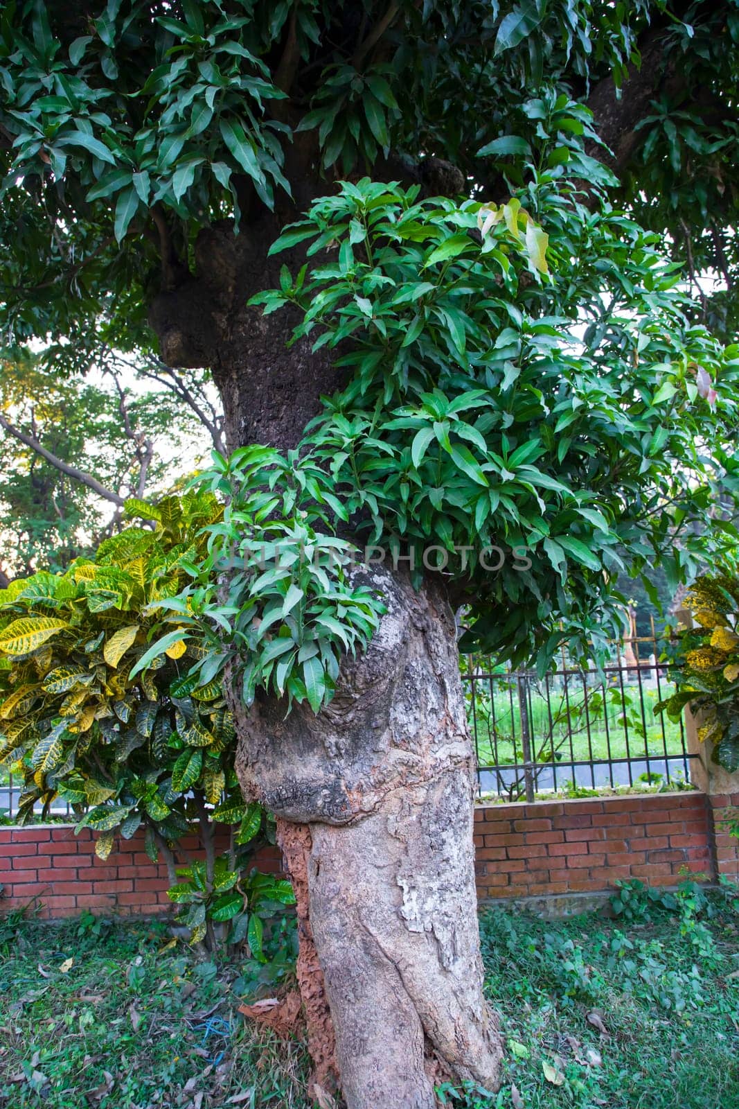 the biggest old tree in the forest with a greenery view