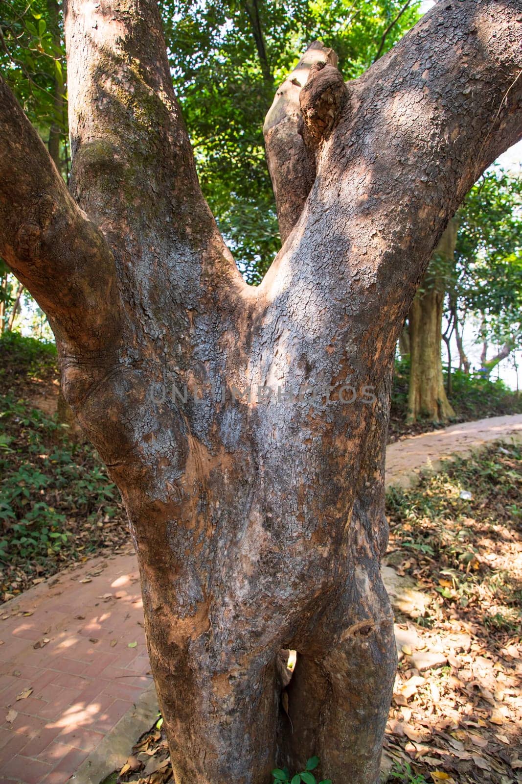 the biggest old tree in the forest with a greenery view