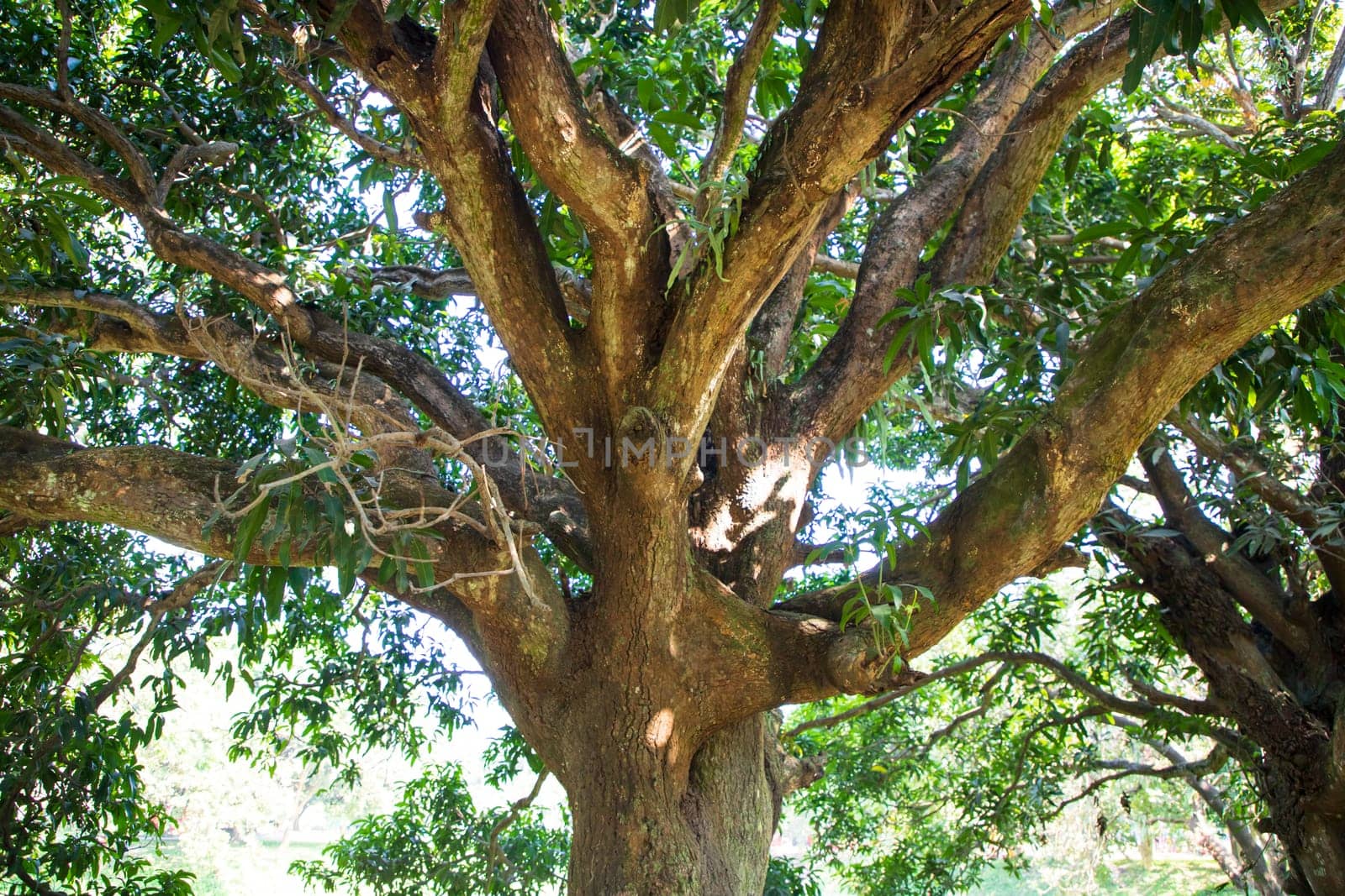 Natural Landscape view texture of Old Mango Tree Brach in the Park