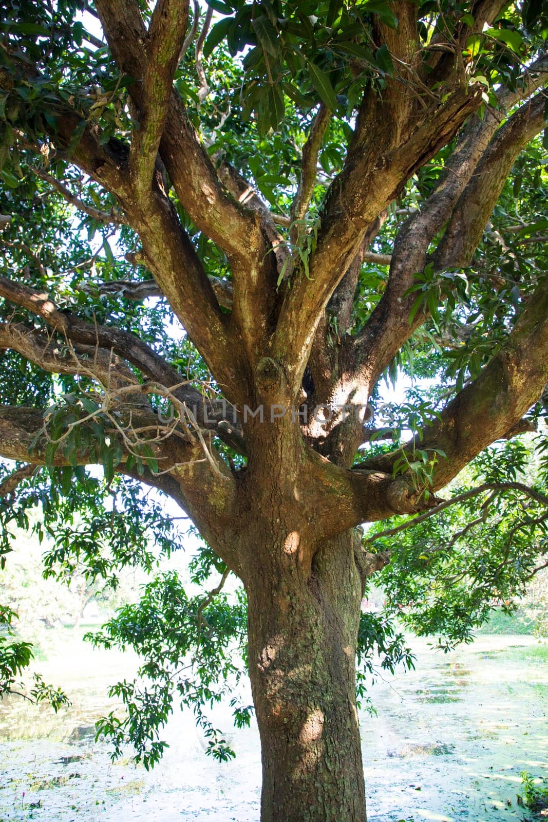 Natural Landscape view texture of Old Mango Tree Brach in the Park