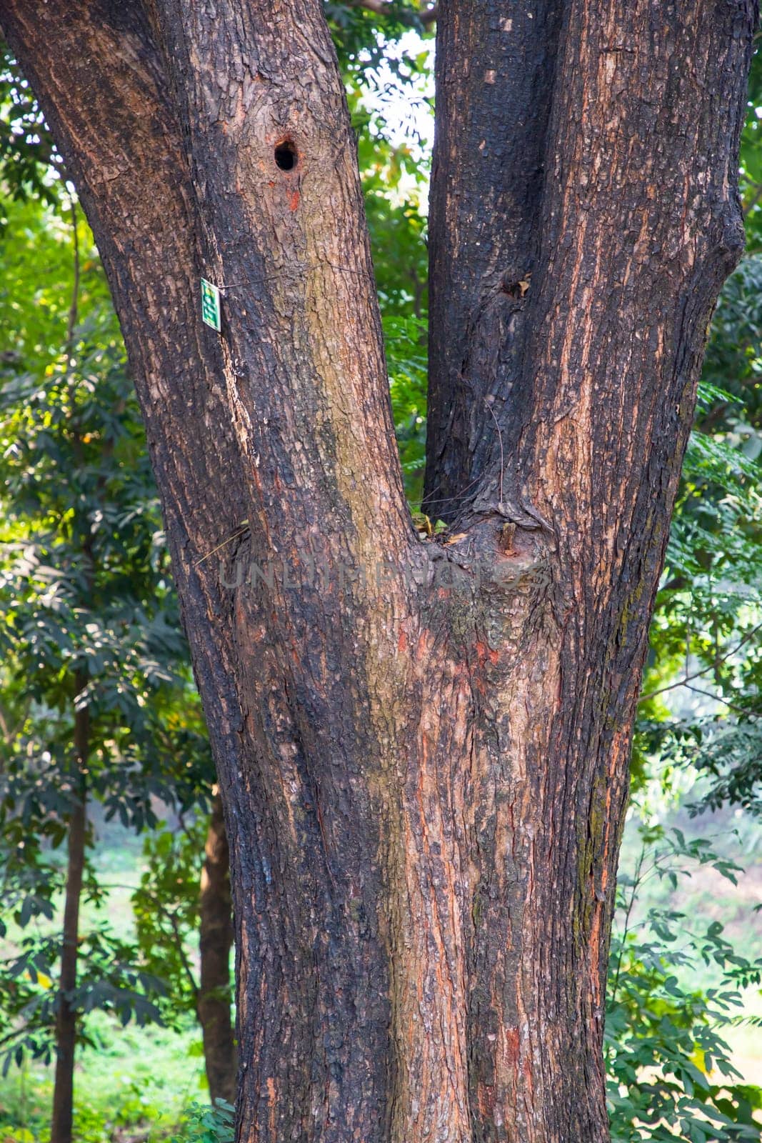 the biggest old tree in the forest with a greenery view