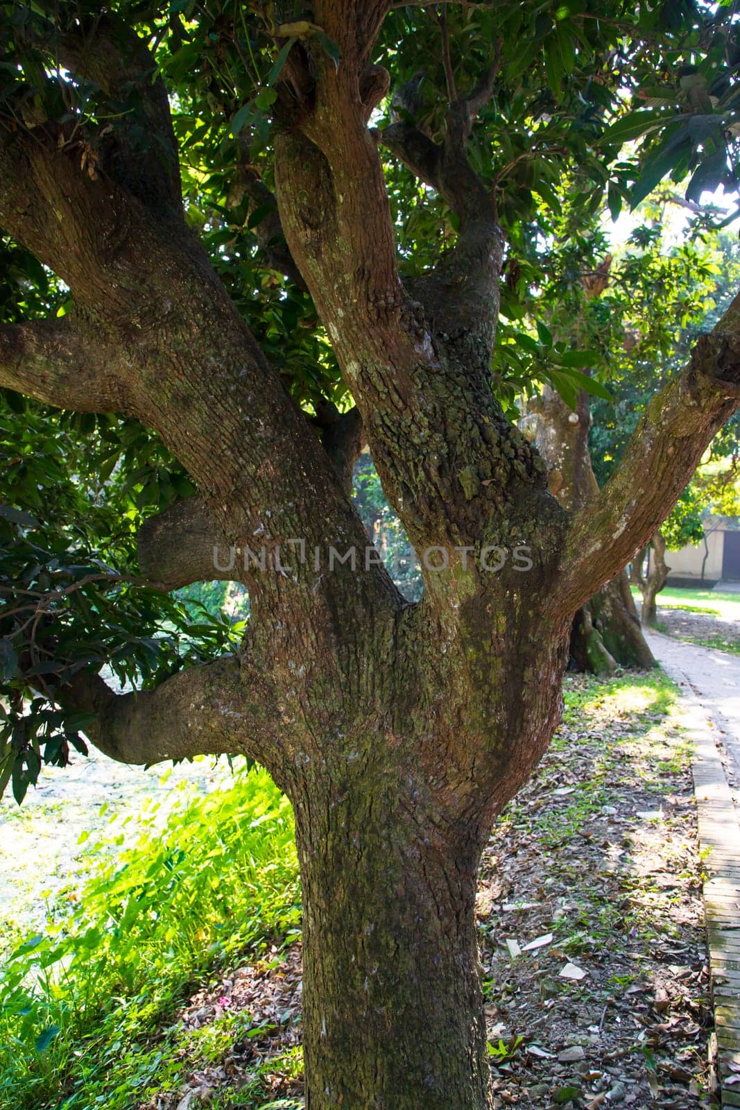 Natural Landscape view texture of Old Mango Tree Brach in the Park