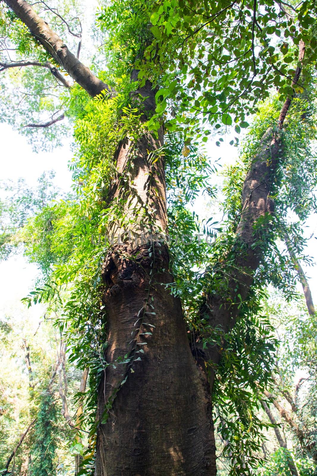 the biggest old tree in the forest with a greenery view