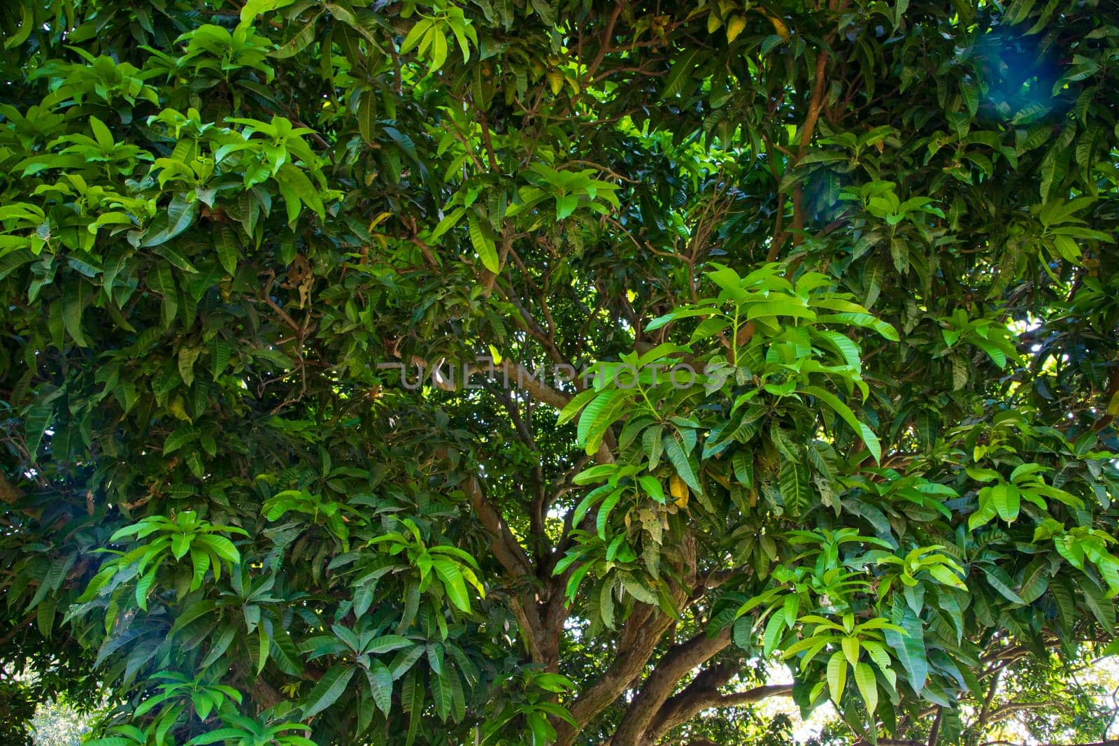 Natural Landscape view texture of Old Mango Tree Brach in the Park