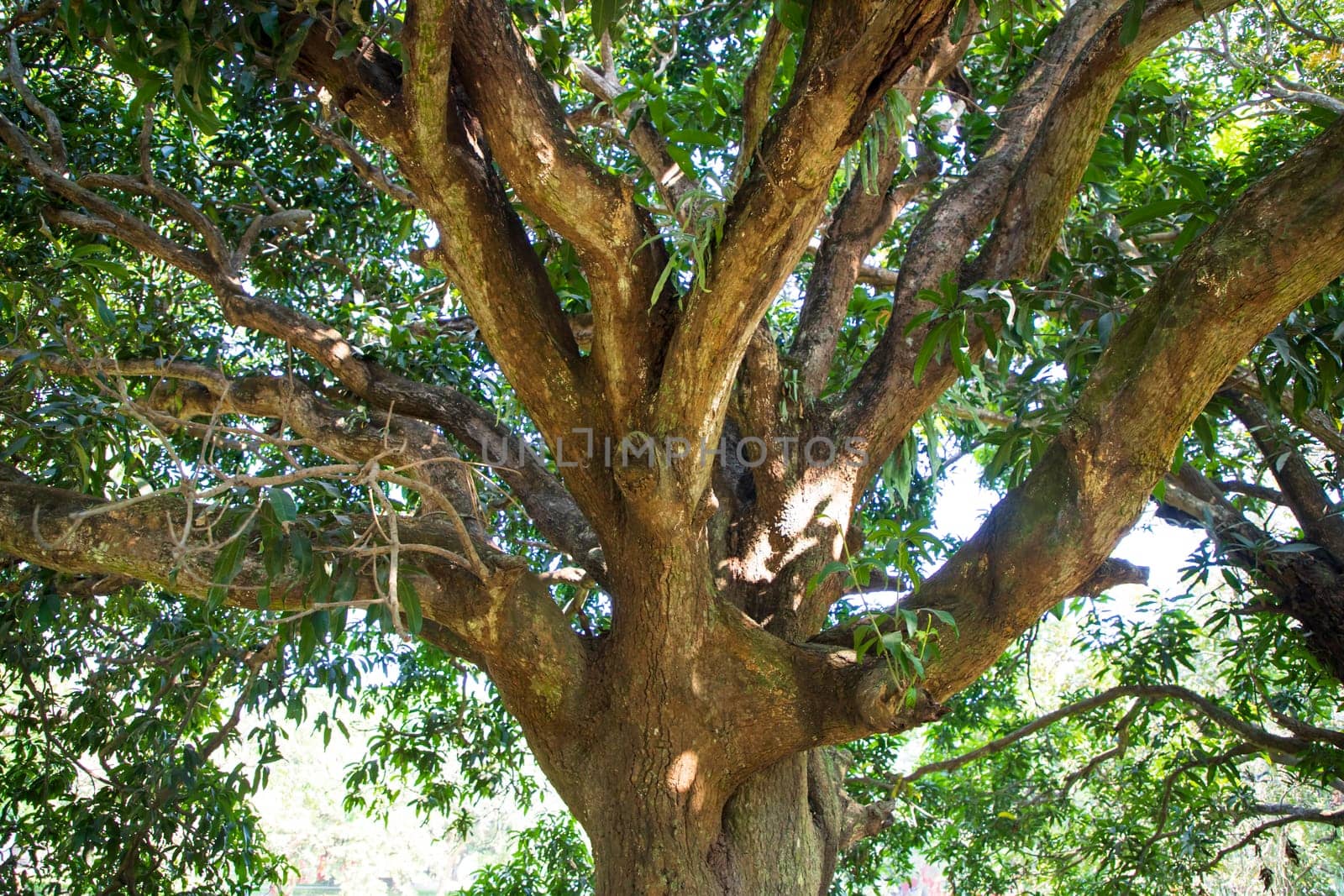 Natural Landscape view texture of Old Mango Tree Brach in the Park