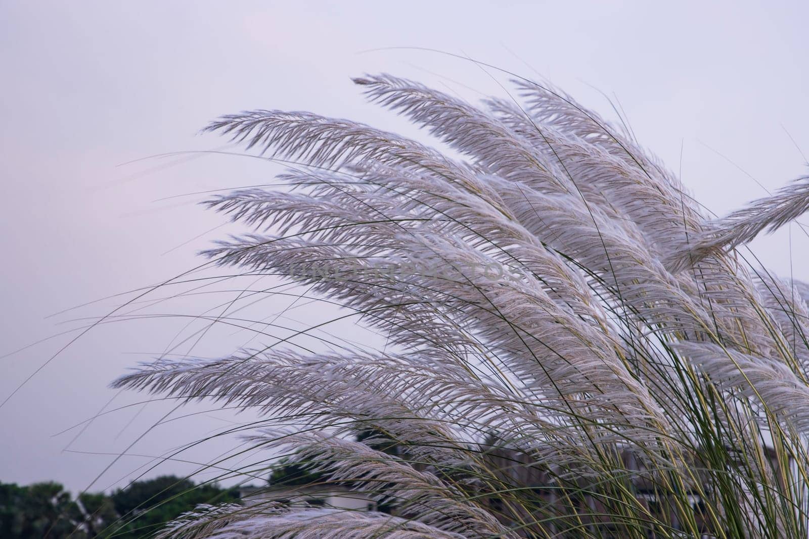 Autumn  icon White kans grass or saccharum spontaneum flowers under the day light blue sky