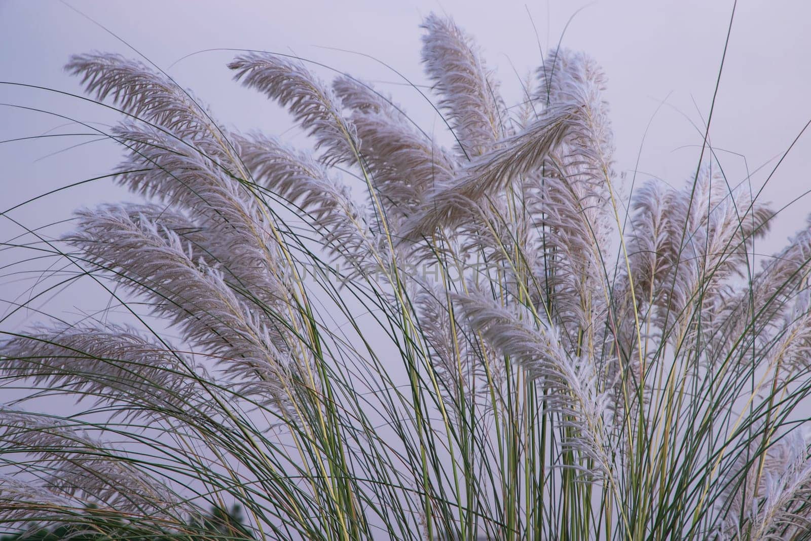 Autumn  icon White kans grass or saccharum spontaneum flowers under the day light blue sky