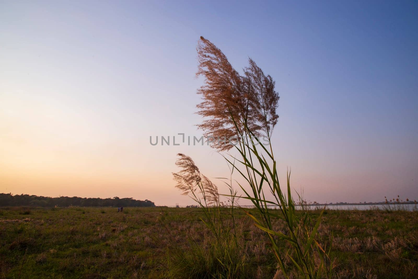 Kans grass or saccharum spontaneum flowers field against the evening colorful blue sky
