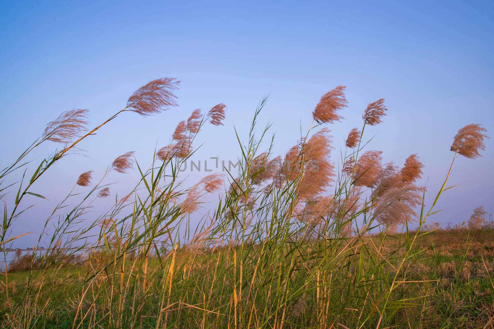 Kans grass or saccharum spontaneum flowers field against the evening colorful blue sky