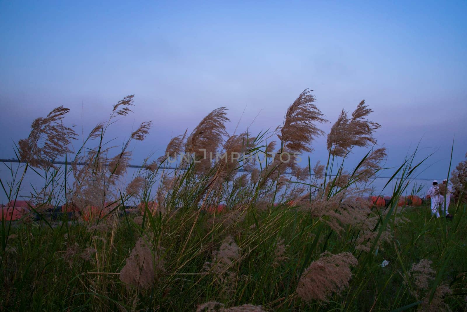 Kans grass or saccharum spontaneum flowers field against the evening colorful blue sky