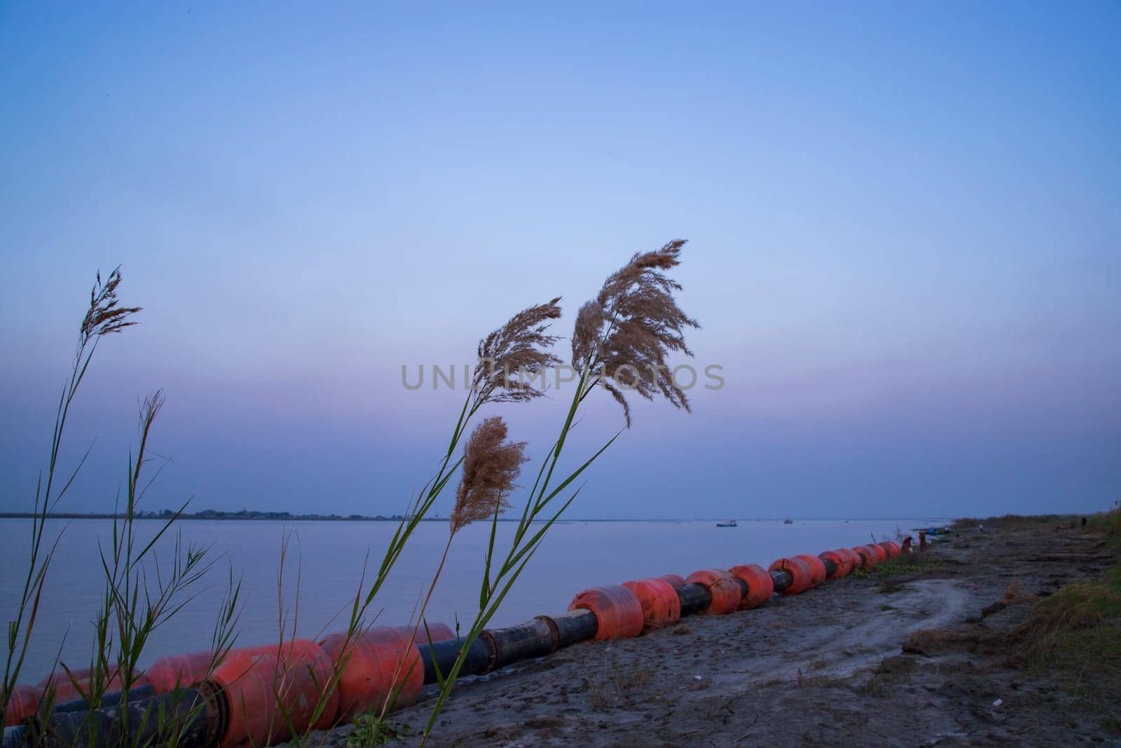 Kans grass or saccharum spontaneum flowers field against the evening colorful blue sky