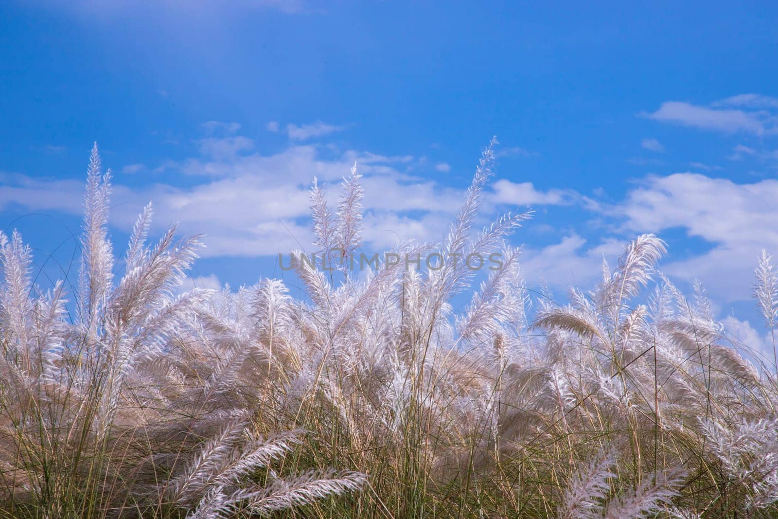 Autumn  icon White kans grass or saccharum spontaneum flowers under the day light blue sky