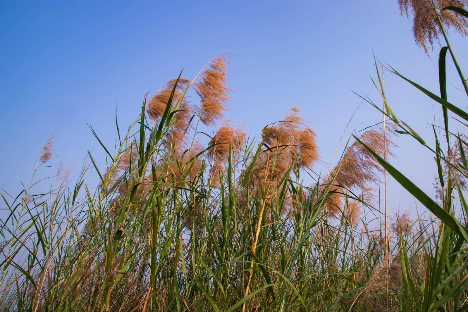 Kans grass or saccharum spontaneum flowers field against the evening colorful blue sky