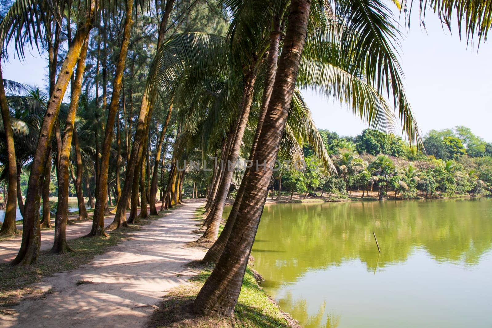 a row of rows trees in the park landscape view