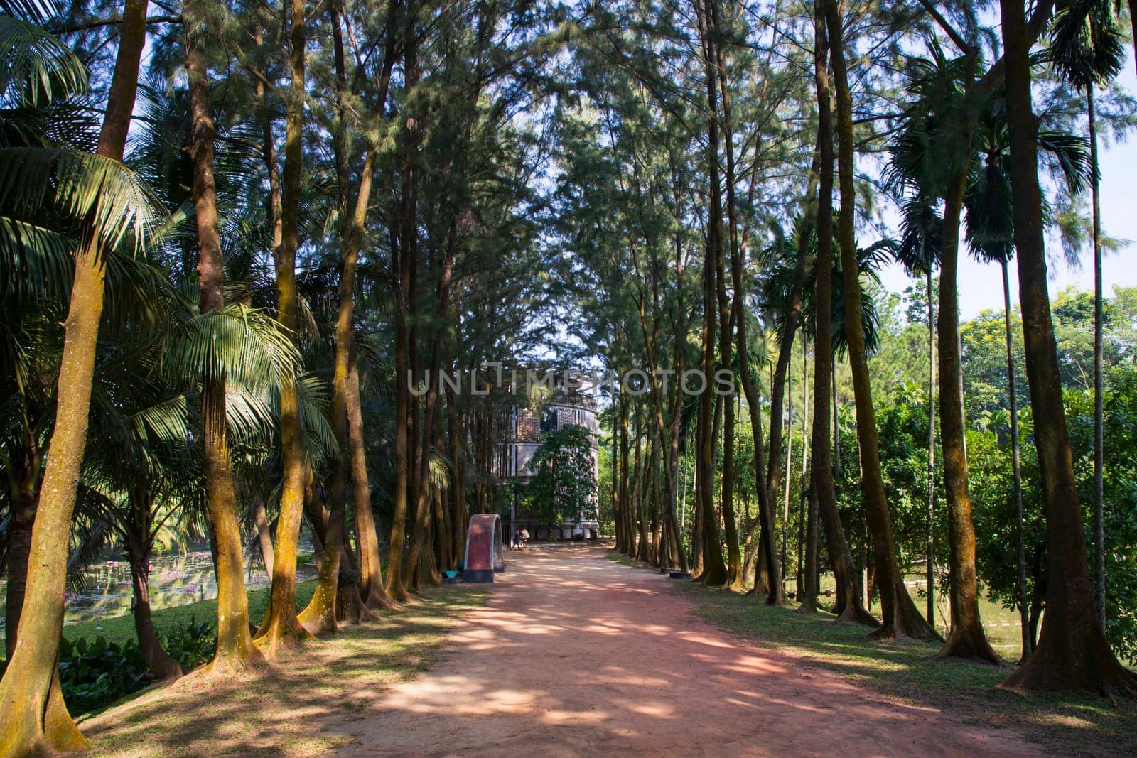 a row of rows trees in the park landscape view