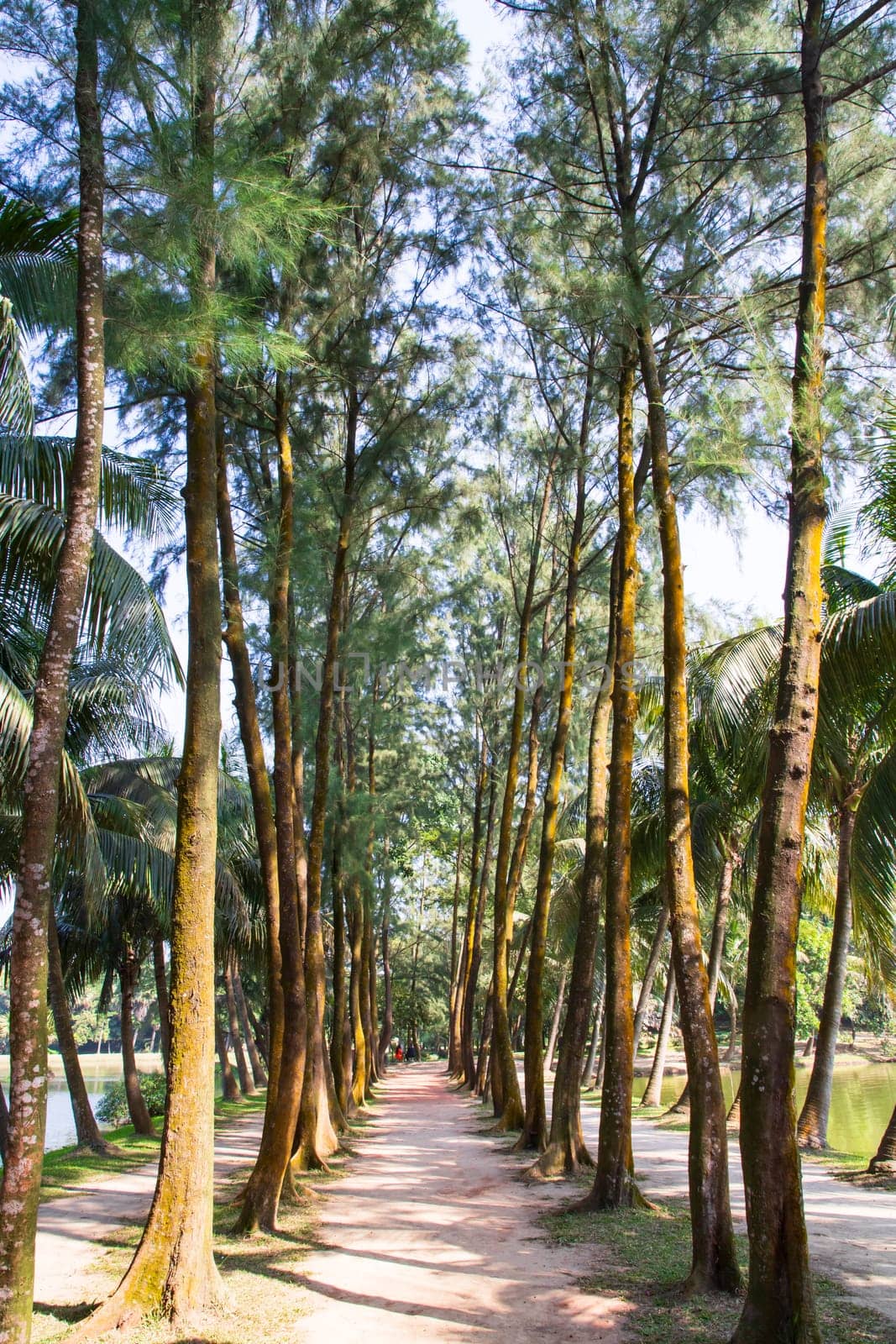 a row of rows trees in the park landscape view