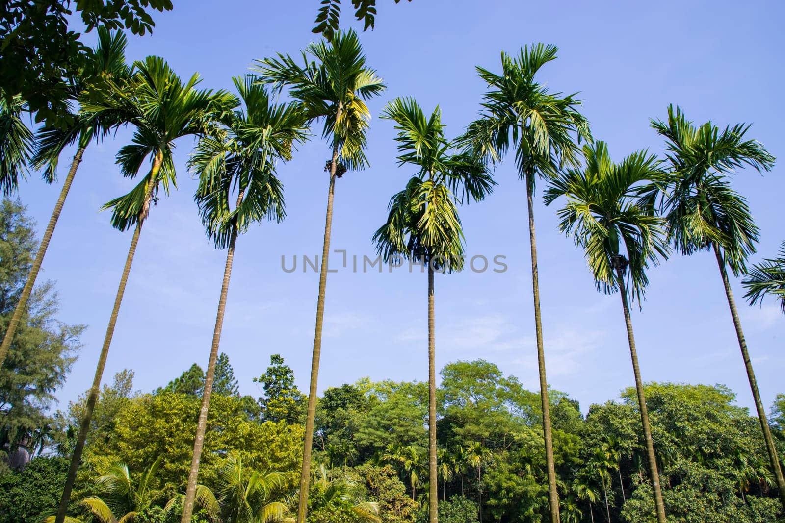 a row of rows trees in the park landscape view