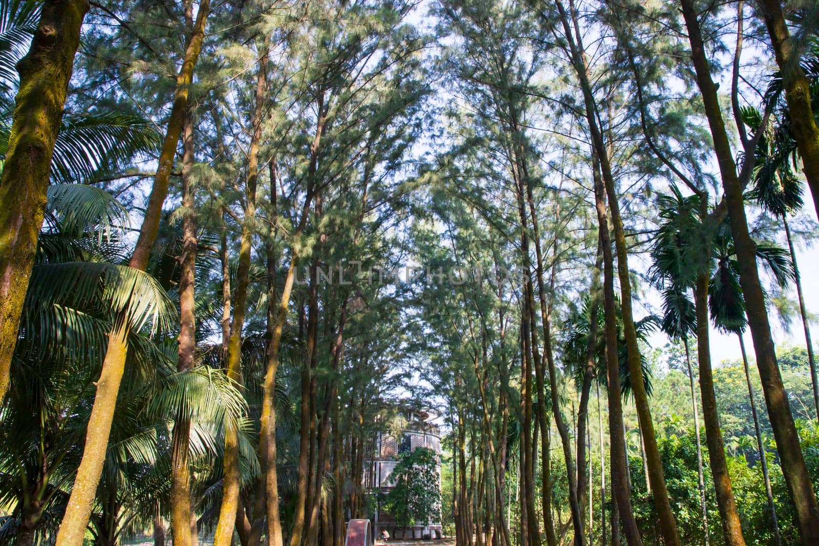 a row of rows trees in the park landscape view