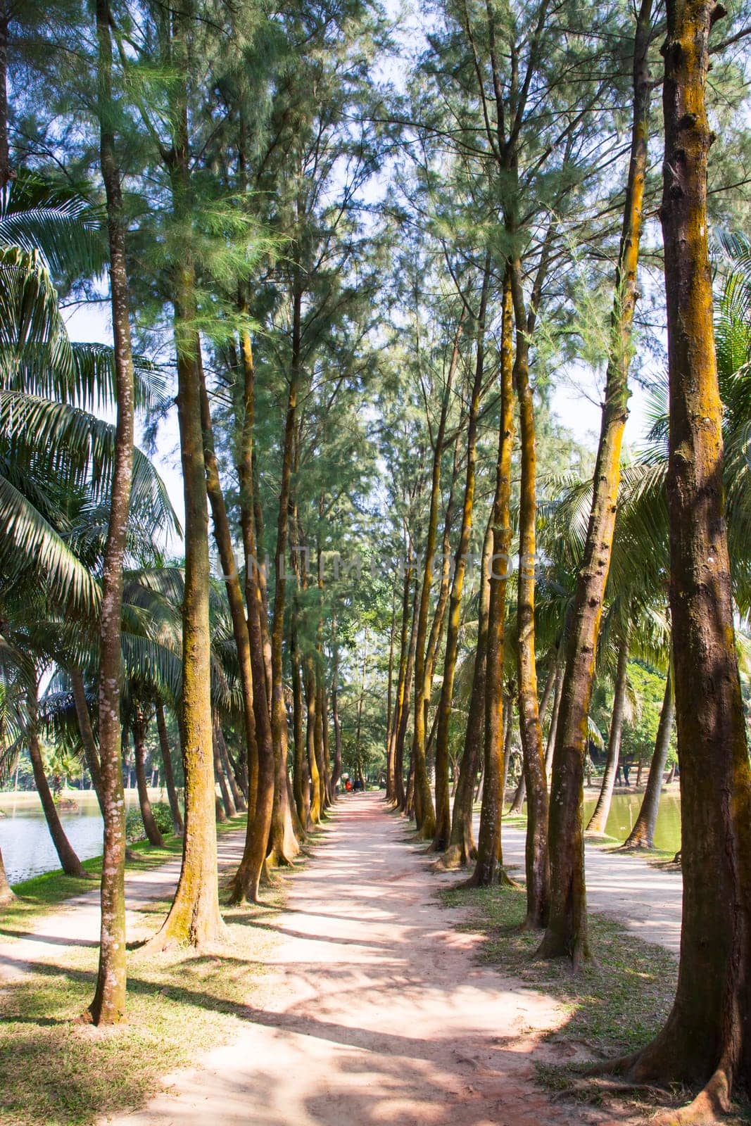 a row of rows trees in the park landscape view
