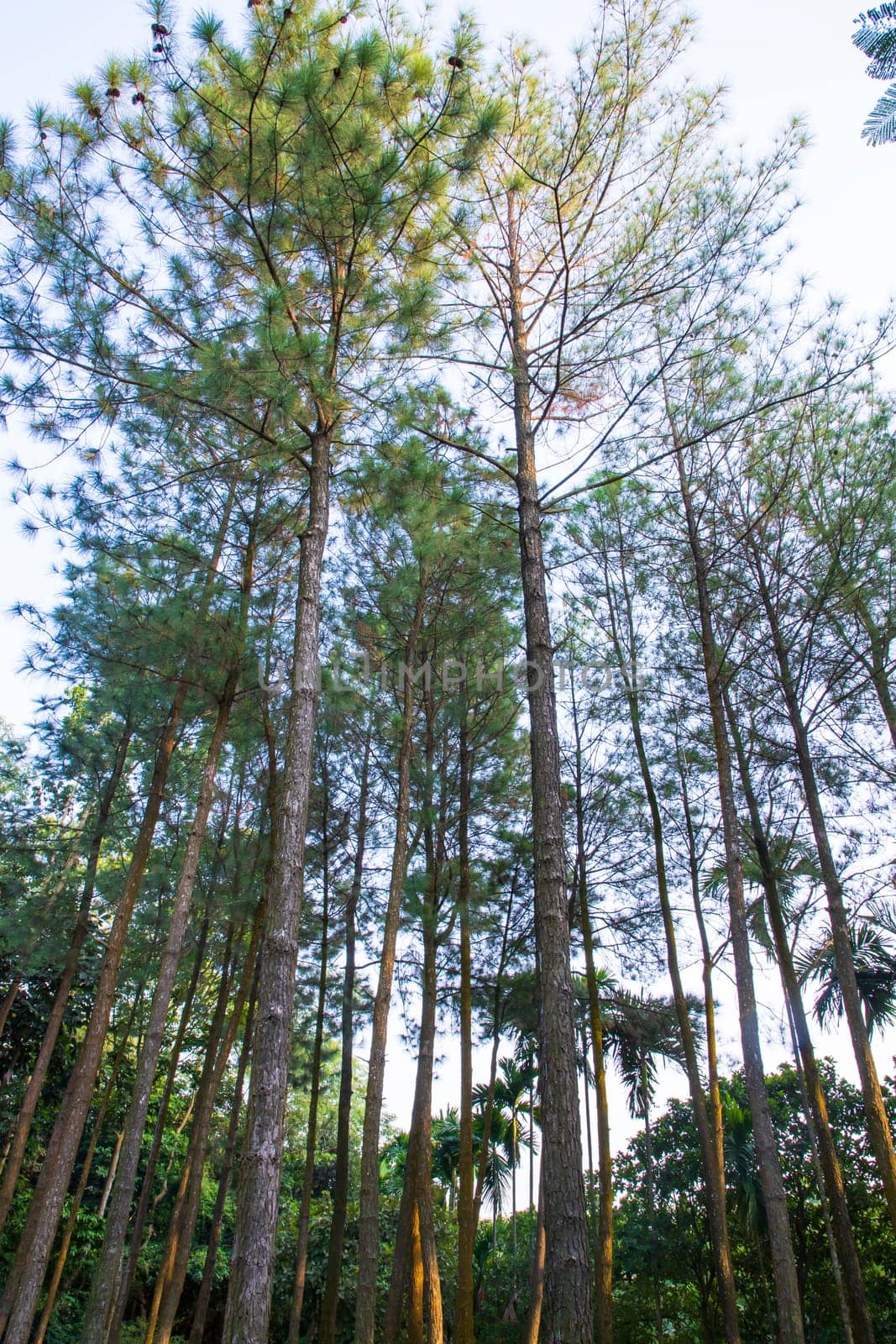 a row of rows trees in the park landscape view