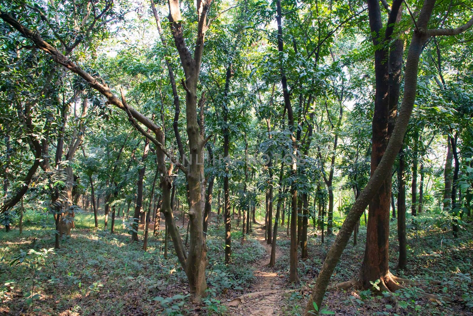 Natural Forest  Green Trees in the botanical garden park