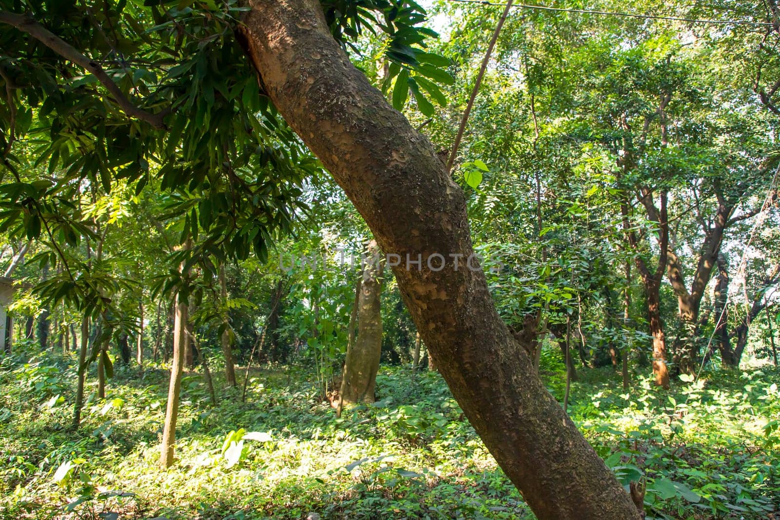 Natural Forest  Green Trees in the botanical garden park