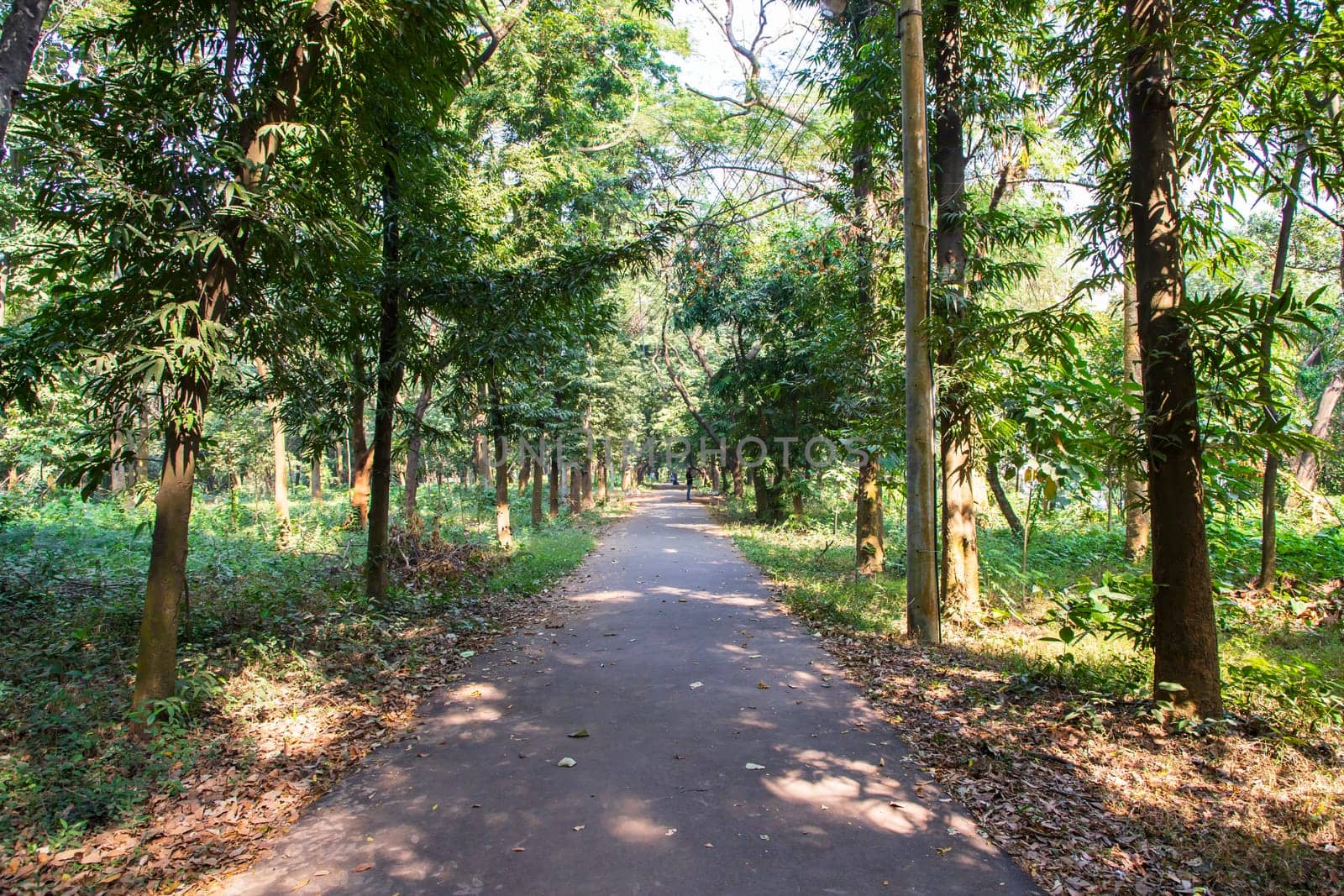 Natural Forest  Green Trees in the botanical garden park