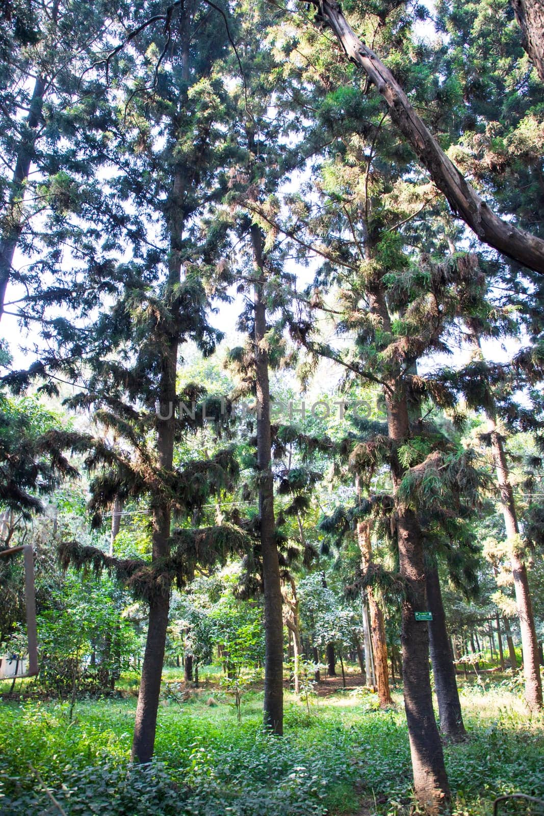 Natural Forest  Green Trees in the botanical garden park