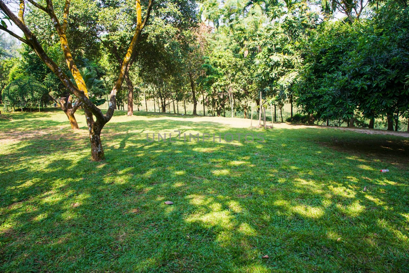 Green Field with trees in the park landscape view