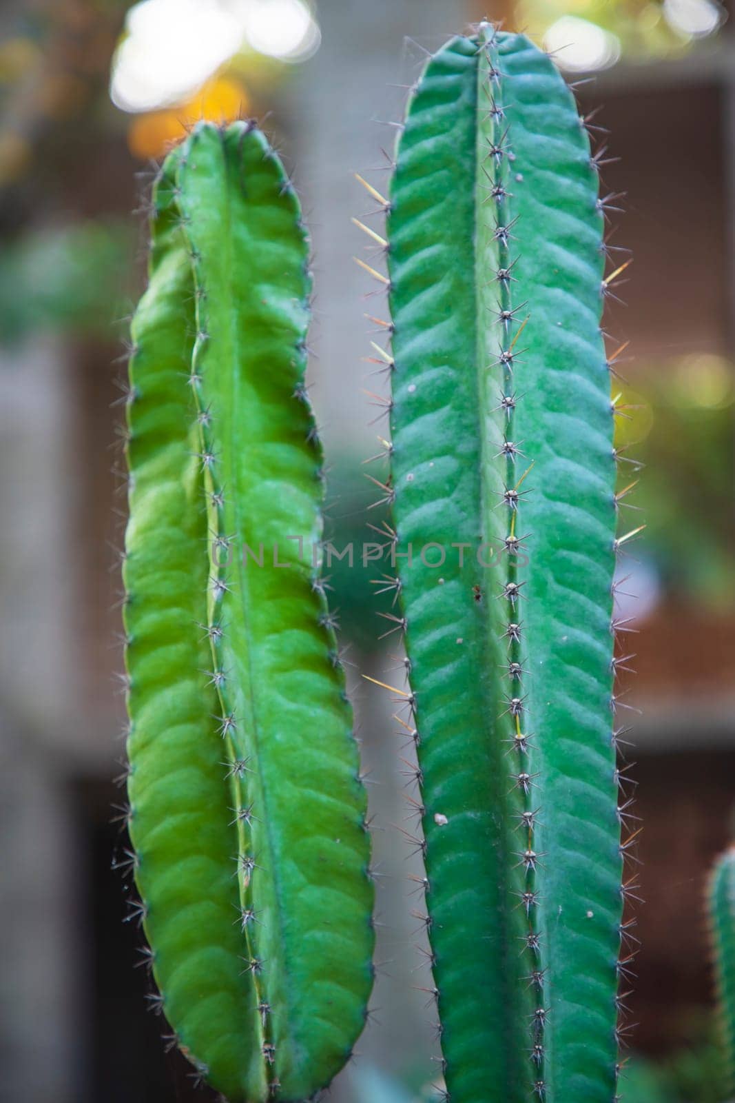 Close-up Focus Natural Green Cactus with Blurry Background in the garden