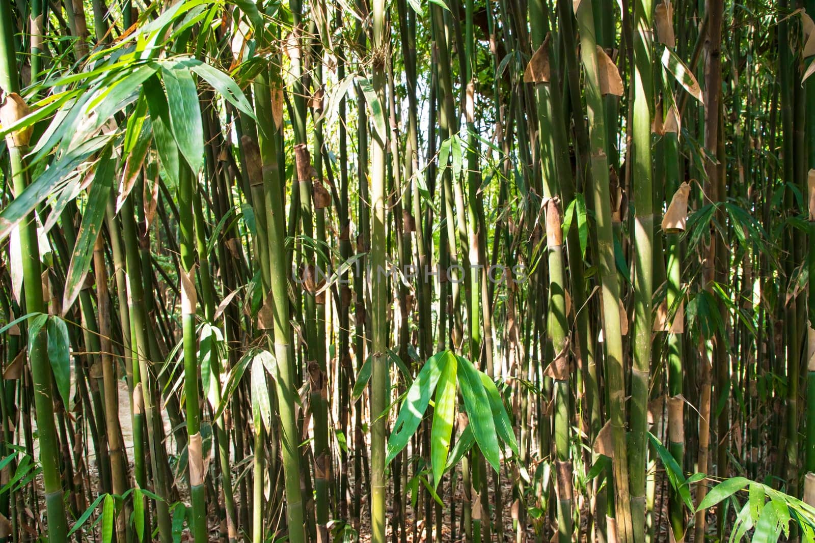 Green Bamboo in the Forest  may be used as a Texture  background wallpaper