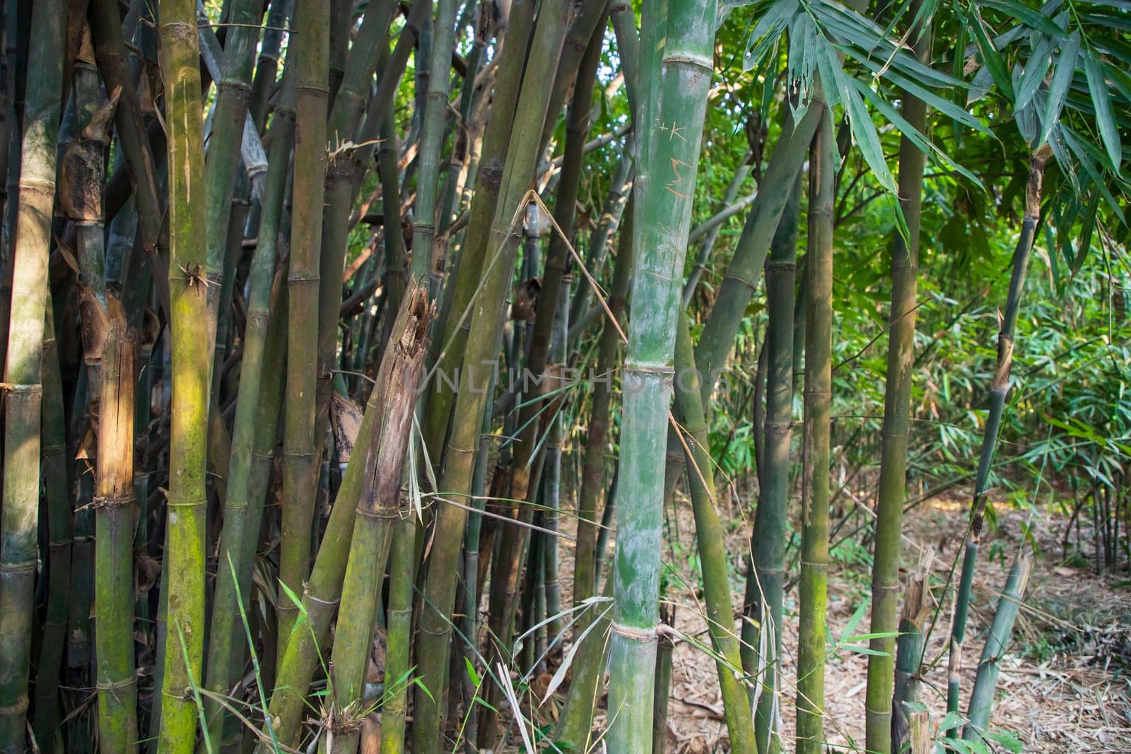 Green Bamboo in the Forest  may be used as a Texture  background wallpaper