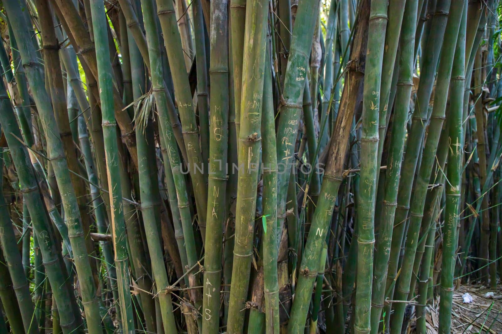 Green Bamboo in the Forest  may be used as a Texture  background wallpaper