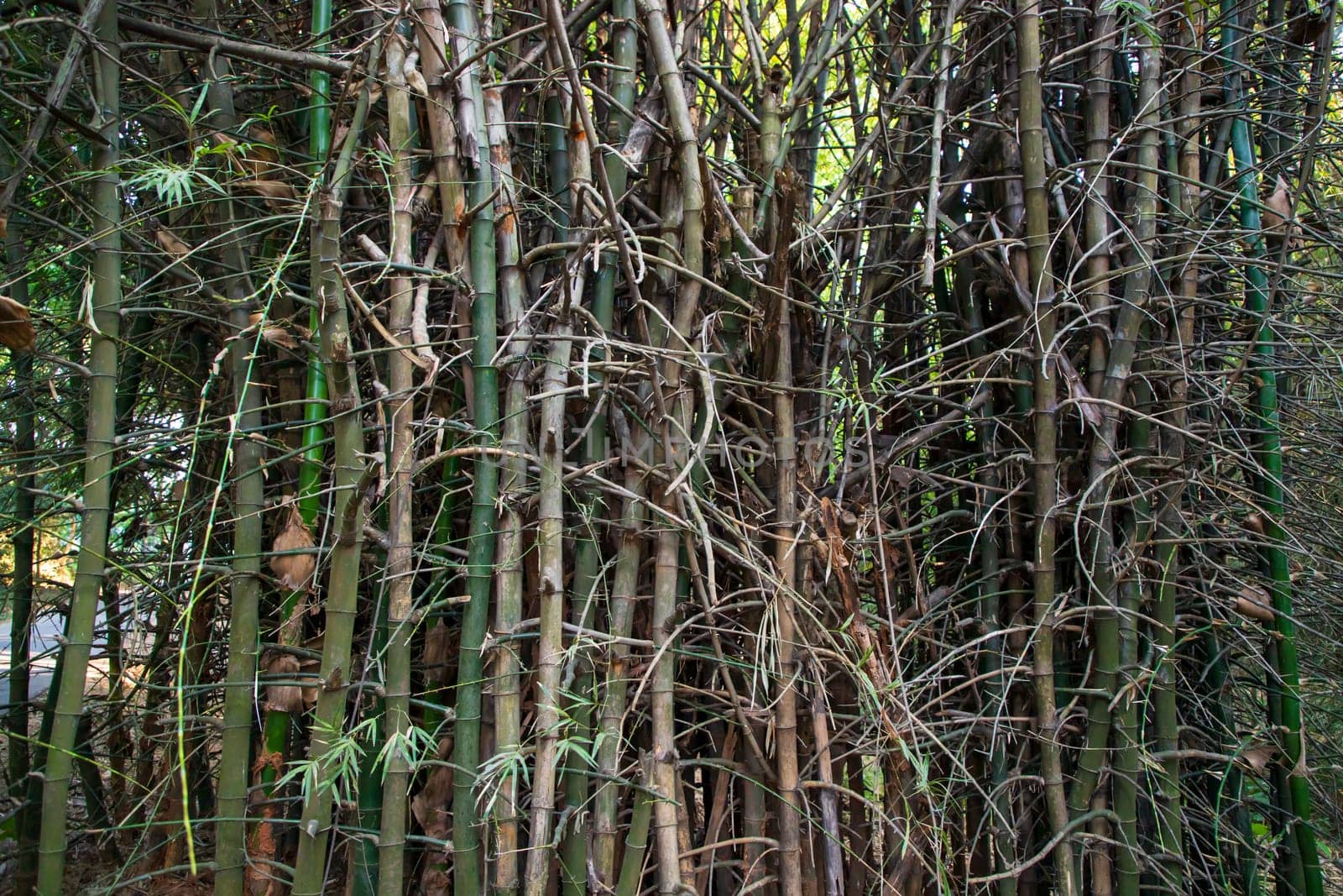 Green Bamboo in the Forest  may be used as a Texture  background wallpaper