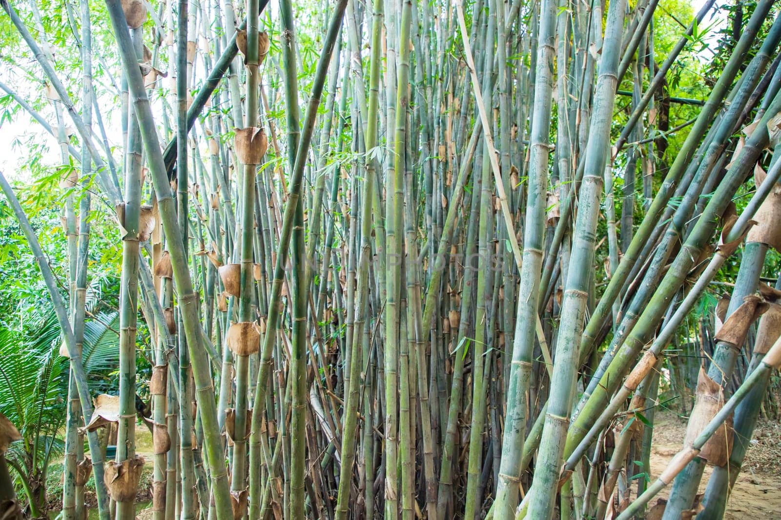 Green Bamboo in the Forest  may be used as a Texture  background wallpaper