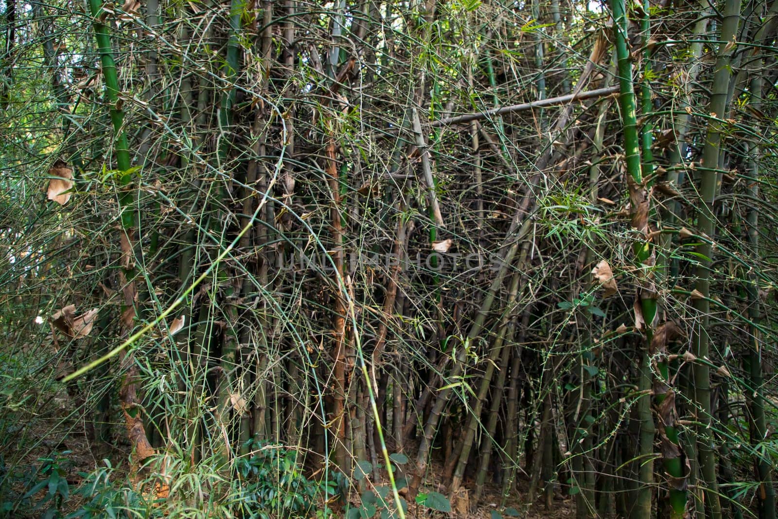 Green Bamboo in the Forest  may be used as a Texture  background wallpaper