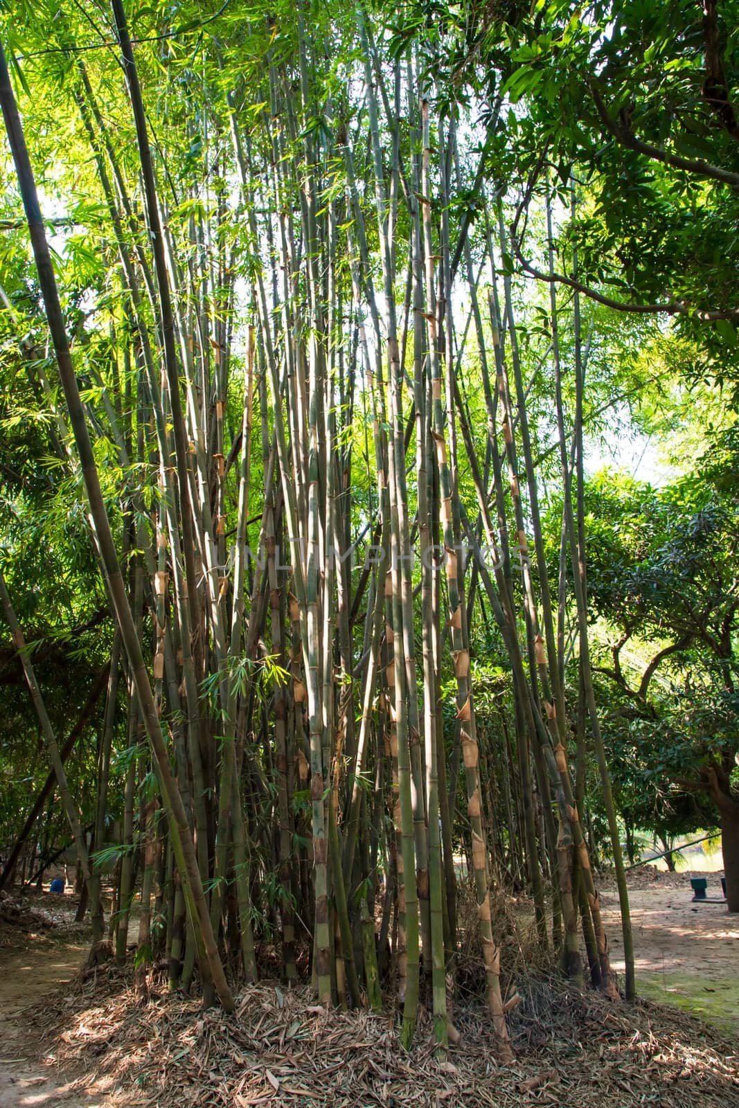 Green Bamboo in the Forest  may be used as a Texture  background wallpaper