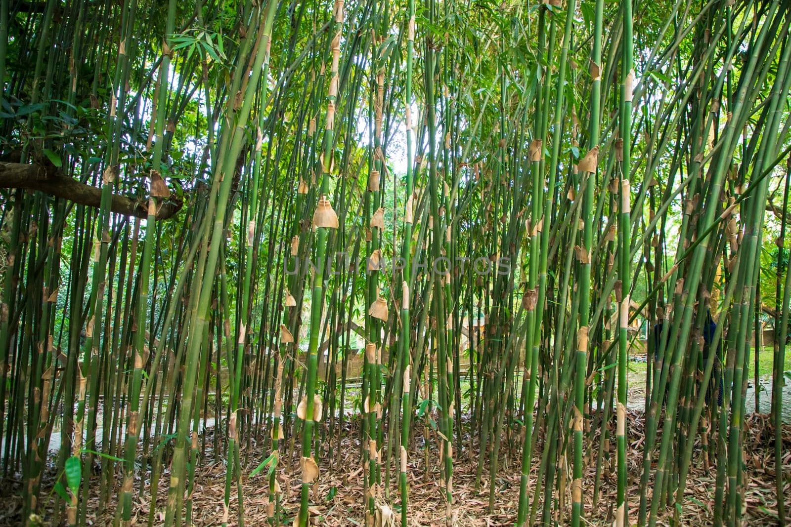 Green Bamboo in the Forest  may be used as a Texture  background wallpaper