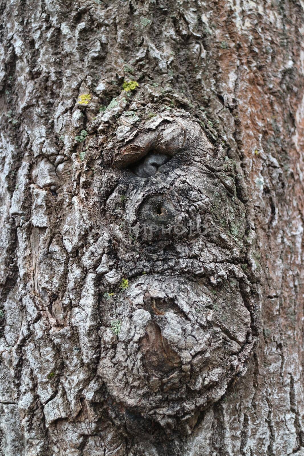 cyclops abstraction suvel, a large growth on a tree bark close-up