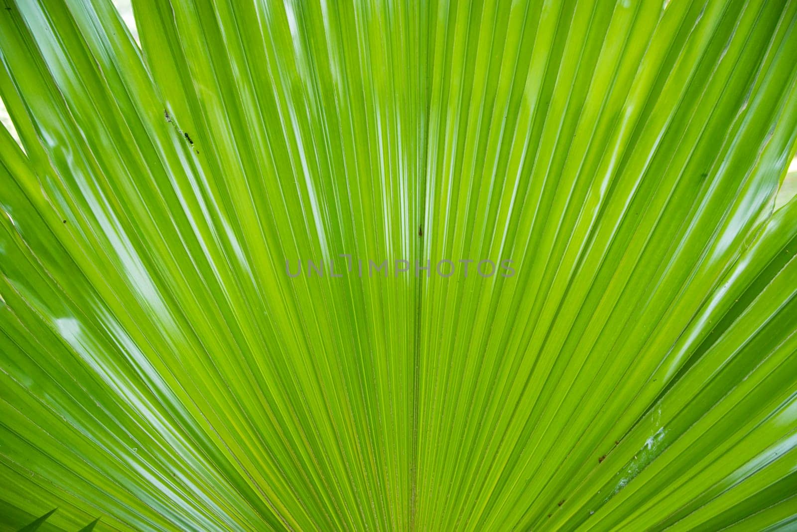 Tropical Natural green palm leaves pattern texture abstract background