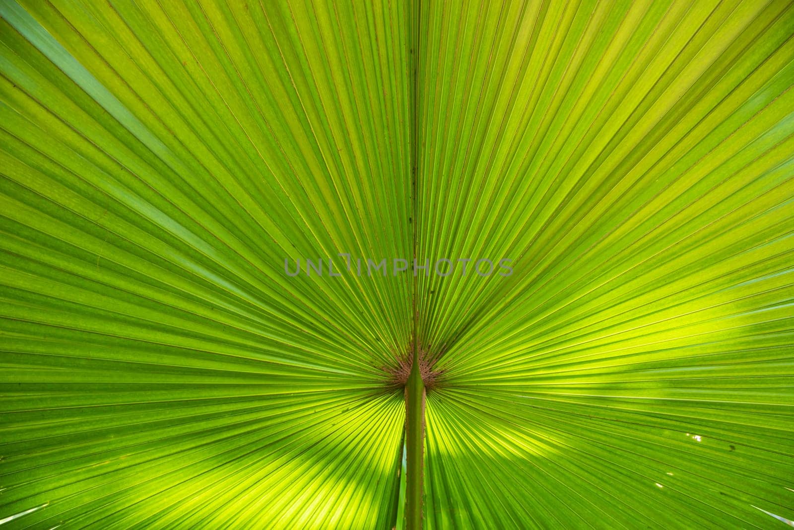 Tropical Natural green palm leaves pattern texture abstract background